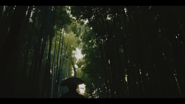 Video Reference: Nature, Black, Green, Natural environment, Tree, Darkness, Water, Vegetation, Light, Forest