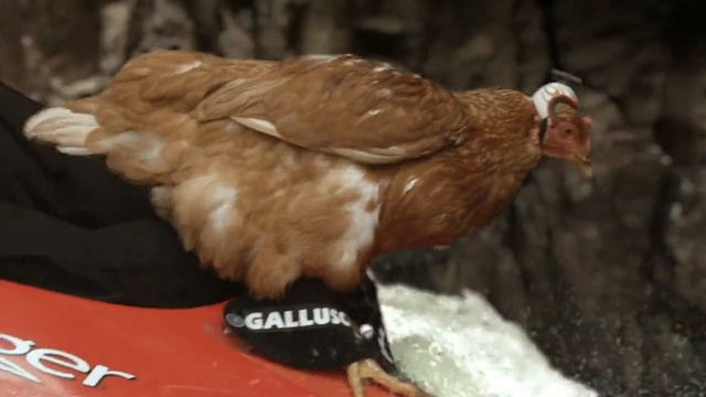 Video Reference: Chicken, Bird, Beak, Galliformes, Fowl, Poultry
