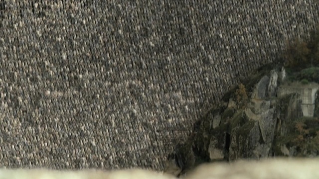 Video Reference: fauna, grass, wildlife