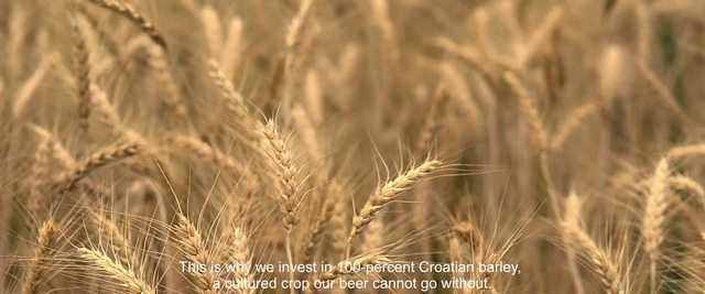 Video Reference: Malt, Grain, Barley, Cereal germ, Rye, Food grain, Einkorn wheat, Triticale, Khorasan wheat, Wheat