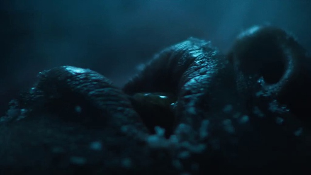 Video Reference: Marine biology, Underwater, Organism, Blue, Turquoise, Aqua, Reef, Sea, Marine invertebrates, Cephalopod