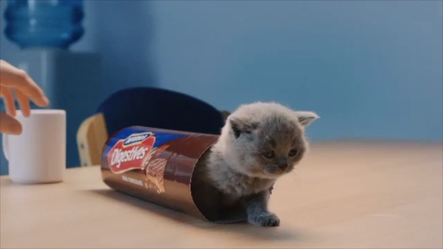 Video Reference: Cat, Mammal, Vertebrate, Felidae, Small to medium-sized cats, British shorthair, Scottish fold, Carnivore, Kitten, Whiskers