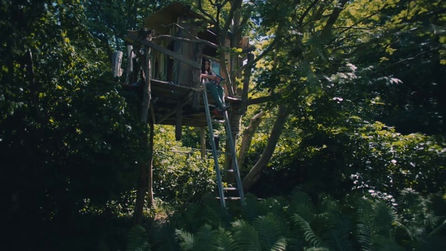 Video Reference: Nature, Jungle, Vegetation, Tree, Natural environment, Forest, Nature reserve, Biome, Old-growth forest, Temperate broadleaf and mixed forest