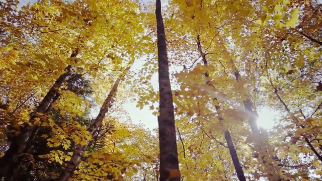 Video Reference: Tree, Nature, Woody plant, Yellow, Autumn, Northern hardwood forest, Deciduous, Temperate broadleaf and mixed forest, Plant, Leaf