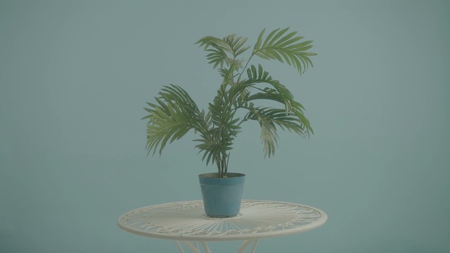 Video Reference: palm tree, arecales, tree, plant, flowerpot, houseplant, date palm
