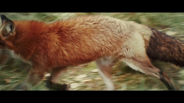 Video Reference: Dog breed, Organism, Carnivore, Fawn, Adaptation, Terrestrial animal, Grass, Snout, Tail, Livestock