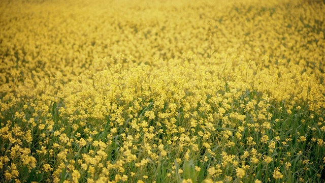 Video Reference: Flowering plant, People in nature, Plant, Rapeseed, Field, Mustard, Yellow, Flower, Brassica rapa, Mustard plant