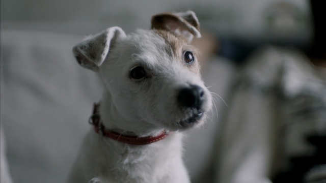 Video Reference: dog, dog breed, dog like mammal, snout, terrier, puppy, carnivoran, companion dog, russell terrier, parson russell terrier