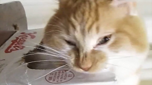 Video Reference: cat, mammal, small to medium sized cats, whiskers, cat like mammal, eye, domestic short haired cat, dragon li, snout, kitten