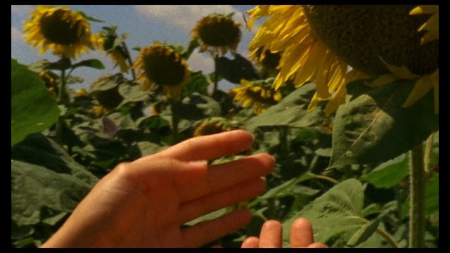 Video Reference: Flower, Sunflower, Plant, sunflower, Flowering plant, Leaf, Pollen, Asterales, Daisy family, Annual plant