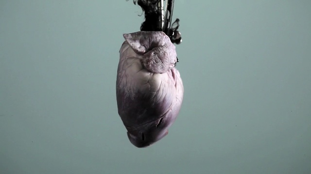 Video Reference: close up, organism