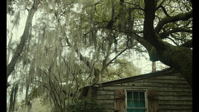 Video Reference: Tree, Nature, Woodland, Natural environment, Natural landscape, House, Woody plant, Branch, Forest, Plant
