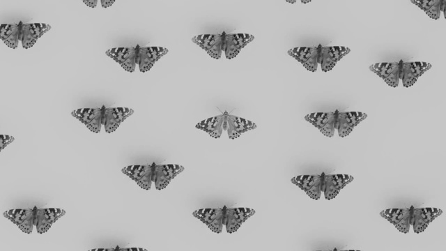 Video Reference: Butterfly, Moths and butterflies, Insect, Brush-footed butterfly, Pieridae, Pollinator, Symmetry, Lycaenid