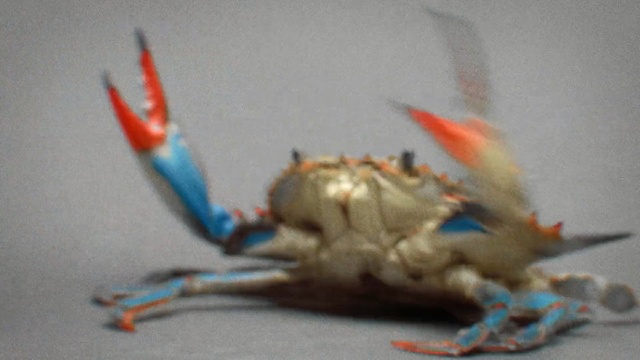 Video Reference: Crab, Decapoda, Claw, Invertebrate, Crustacean, Chesapeake blue crab, Organism, Arthropod, Crayfish, Seafood, Person