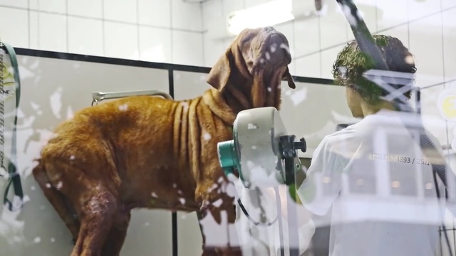 Video Reference: Canidae, Dog breed, Fawn, Carnivore