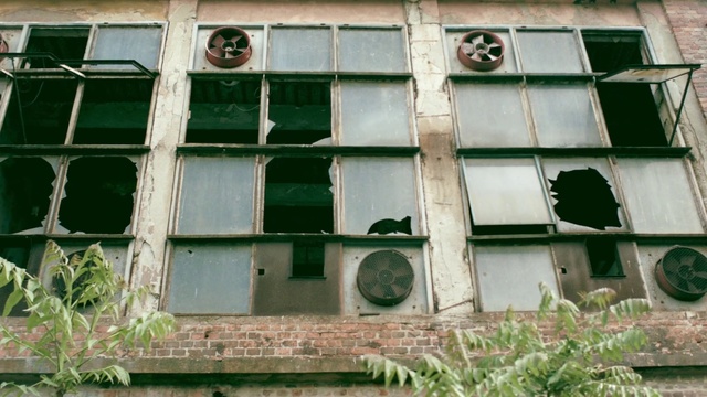 Video Reference: Green, Window, House, Architecture, Facade, Glass, Building, Person