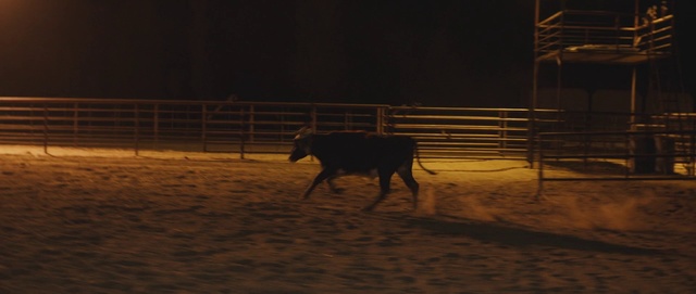 Video Reference: Bull, Bovine, Public event, Night, Sky, Animal sports, Landscape, Sport venue, Rodeo, Horse