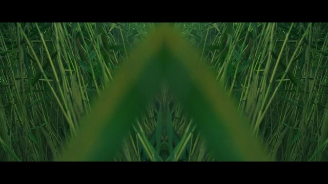 Video Reference: Nature, Green, Vegetation, Grass, Plant, Grass, Tree, Terrestrial plant, Wildlife, Chrysopogon zizanioides