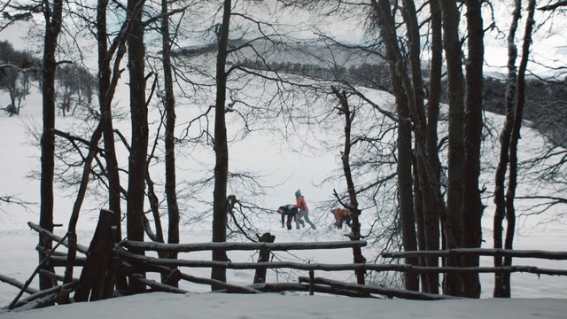 Video Reference: Snow, Winter, Tree, Freezing, Woody plant, Plant, Footwear, Woodland, Branch, Recreation
