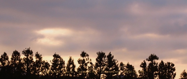Video Reference: sky, cloud, tree, atmosphere, woody plant, evening, morning, dawn, meteorological phenomenon, sunlight