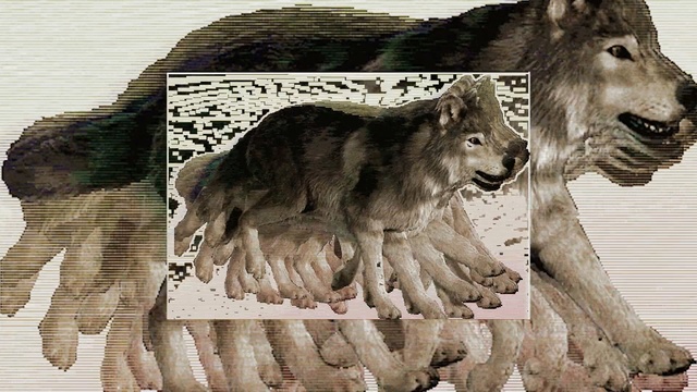 Video Reference: mammal, fauna, wolf, wildlife, dog like mammal, wolfdog, czechoslovakian wolfdog, carnivoran, fur, saarloos wolfdog, Person