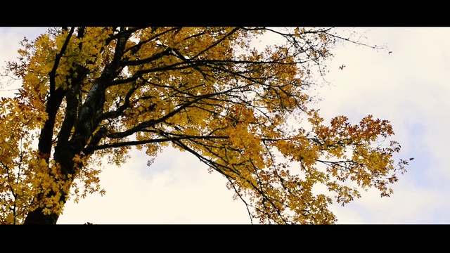 Video Reference: Tree, Branch, Leaf, Sky, Nature, Yellow, Photograph, Woody plant, Autumn, Natural landscape
