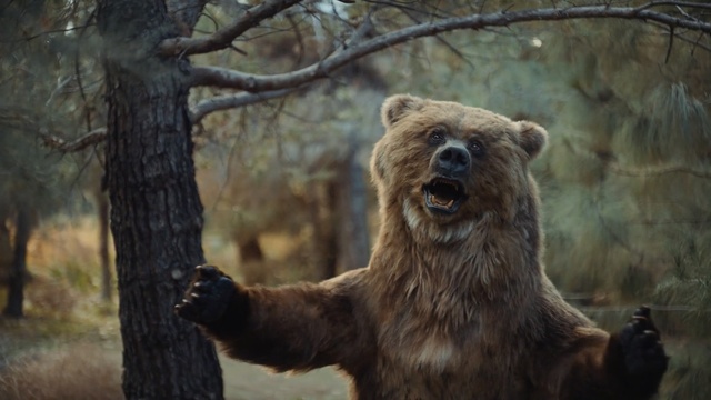 Video Reference: Brown bear, Vertebrate, Grizzly bear, Bear, Terrestrial animal, Kodiak bear, Wildlife, Snout, Carnivore, Adaptation