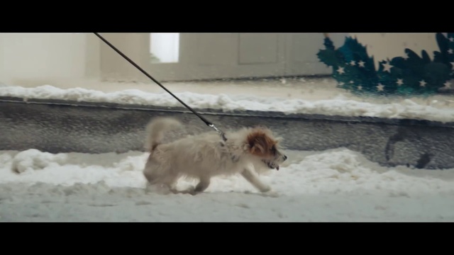 Video Reference: Mammal, Vertebrate, Dog, Canidae, Dog breed, Snow, Carnivore, Pomeranian, Sporting Group, Cairn terrier