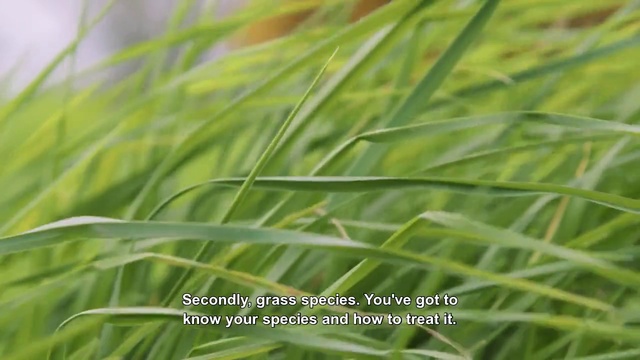 Video Reference: Grass, Green, Leaf, Vegetation, Terrestrial plant, Plant, Grass family, Chrysopogon zizanioides, Sweet grass, Wheatgrass