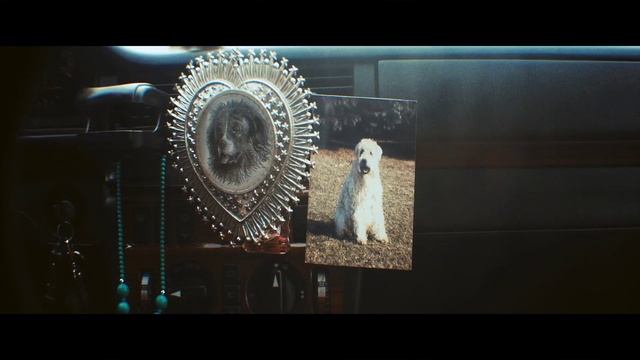 Video Reference: Organism, Adaptation, Photography, Space, Screenshot, Feather, Still life photography, Dog, Sitting, Small, Looking, Cat, White, Screen, Standing, Monitor, Black, Man, Display, Carnivore, Animal, Text