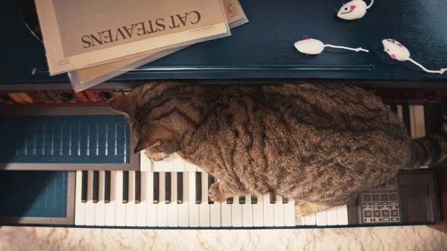 Video Reference: Cat, Felidae, Small to medium-sized cats, Fur, Electronic device, Carnivore, Tail