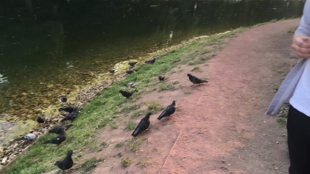 Video Reference: Bird, Adaptation, Wildlife