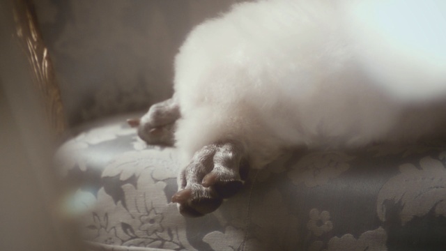 Video Reference: nose, freezing, snout, fur, cat, whiskers, paw