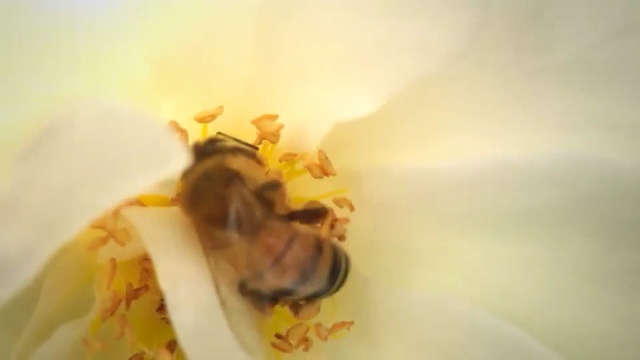 Video Reference: Bee, Honeybee, Yellow, Membrane-winged insect, Insect, Pollen, Macro photography, Pollinator, Bumblebee, Fly