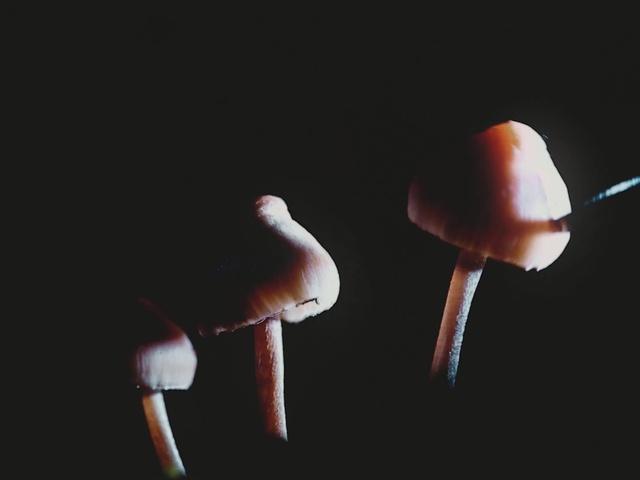 Video Reference: Product, Light, Finger, Hand, Marshmallow, Match, Ice pop, Ear, Still life photography