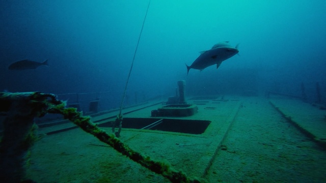 Video Reference: Underwater, Water, Shipwreck, Marine biology, Recreation, Diving, Scuba diving, Ocean, Sea, Underwater diving
