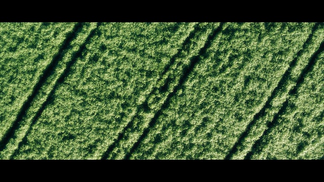 Video Reference: green, grass, leaf, vegetation, grass family, field, tree, pattern, computer wallpaper