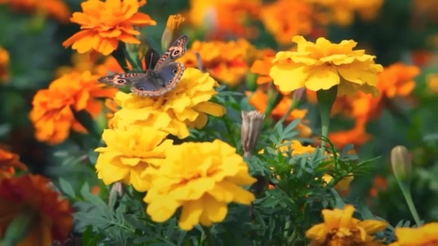 Video Reference: Flower, Flowering plant, Tagetes, Yellow, Plant, Petal, Tagetes patula, english marigold, Butterfly, Pollinator, Person