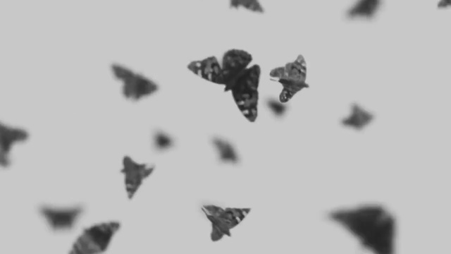Video Reference: White, Butterfly, Moths and butterflies, Monochrome photography, Organism, Insect, Black-and-white, Font, Photography, Pollinator