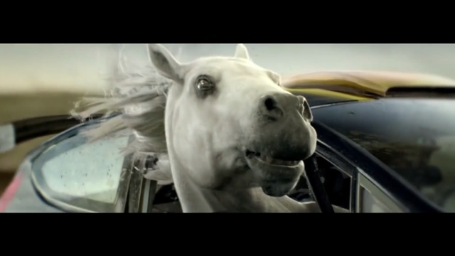 Video Reference: Mammal, Vertebrate, Horse, Mane, Snout, Mustang horse, Photography, Stallion, Black-and-white, Livestock