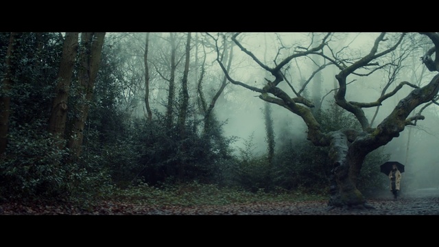 Video Reference: Woodland, Tree, Nature, Forest, Natural environment, Natural landscape, Atmospheric phenomenon, Old-growth forest, Atmosphere, Biome