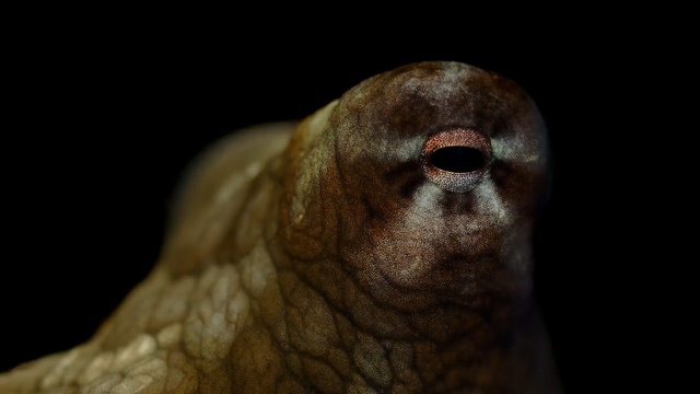 Video Reference: Snout, Eye, Close-up, Wrinkle, Darkness, Fawn