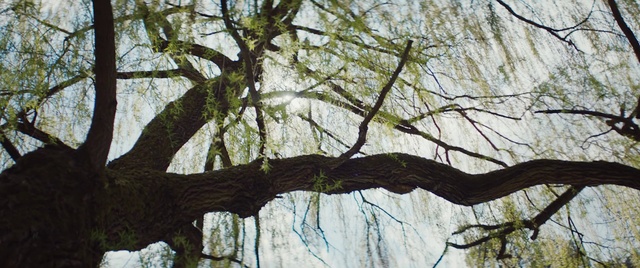 Video Reference: Tree, Branch, Woody plant, Trunk, Plant, Twig, Plant stem, Wildlife, Forest, Reflection