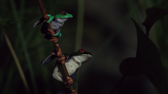 Video Reference: Natural environment, Tree frog, Amphibian, Frog, Leaf, Organism, Darkness, Tree, Plant, Forest
