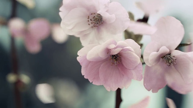 Video Reference: Flower, Pink, Petal, Blossom, Spring, Plant, Cherry blossom, Branch, Flowering plant, Botany