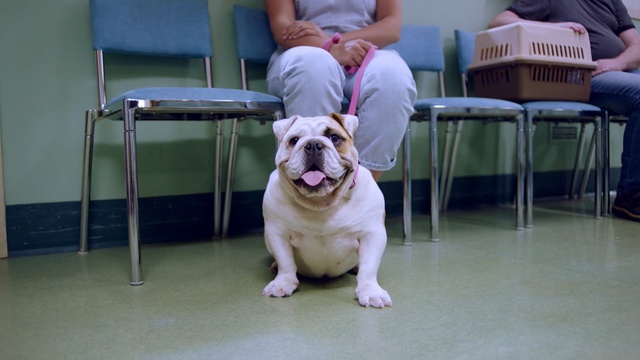 Video Reference: Dog, Mammal, Vertebrate, Dog breed, Canidae, Bulldog, Old english bulldog, American bulldog, Olde english bulldogge, Australian bulldog