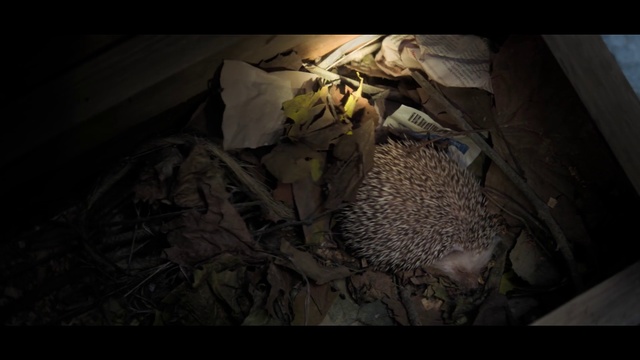 Video Reference: Still life photography, Erinaceidae, Organism, Wildlife, Adaptation, Plant, Photography, Stock photography, Darkness, Hedgehog
