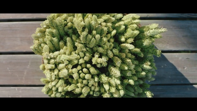 Video Reference: Plant, Flower, Tree, Shrub