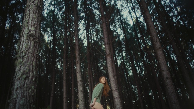 Video Reference: tree, nature, forest, green, woody plant, woodland, plant, old growth forest, photography, jungle