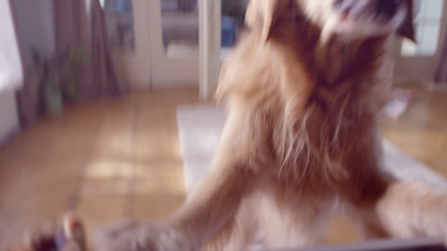Video Reference: dog, dog like mammal, skin, dog breed, mammal, vertebrate, dog breed group, carnivoran, girl, whiskers